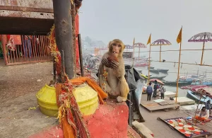 Monkey and Varanasi